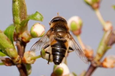 <i>Eristalis pertinax</i>
