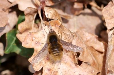 <i>Bombylius major</i>