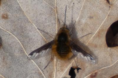 <i>Bombylius major</i>