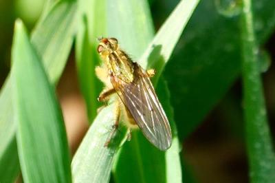 <i>Scathophaga stercoraria</i>