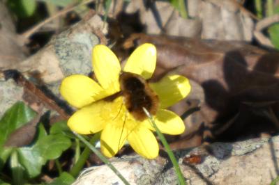 <i>Bombylius major</i>