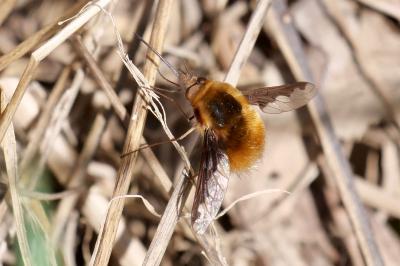 <i>Bombylius major</i>