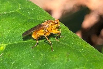 <i>Scathophaga stercoraria</i>
