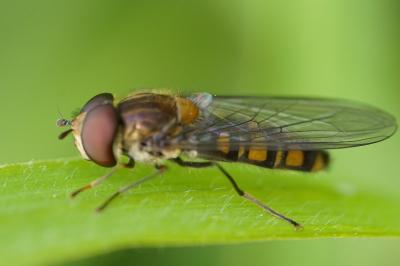<i>Episyrphus balteatus</i>
