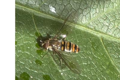 <i>Episyrphus balteatus</i>