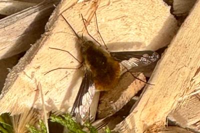 <i>Bombylius major</i>