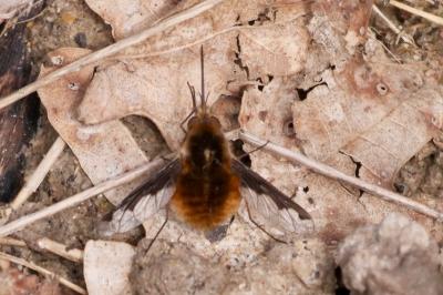 <i>Bombylius major</i>