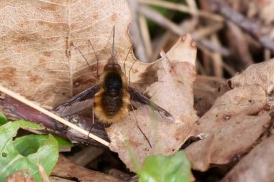 <i>Bombylius major</i>