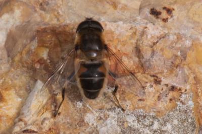 <i>Eristalis pertinax</i>
