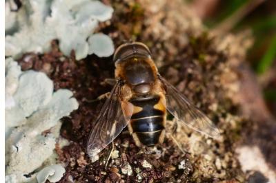 <i>Eristalis</i>