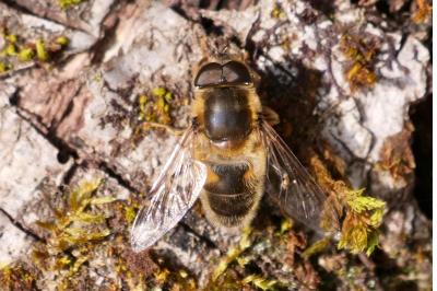 <i>Eristalis pertinax</i>