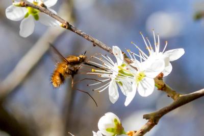 <i>Bombylius major</i>