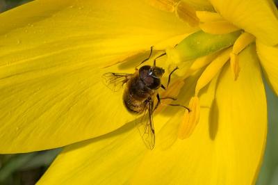 <i>Eristalis</i>