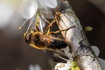 <i>Eristalis pertinax</i>