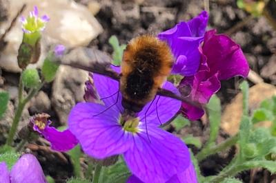 <i>Bombylius major</i>