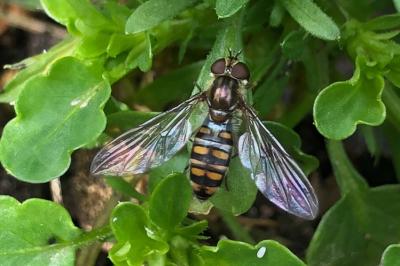 <i>Episyrphus balteatus</i>