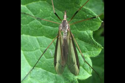 <i>Tipula</i>
