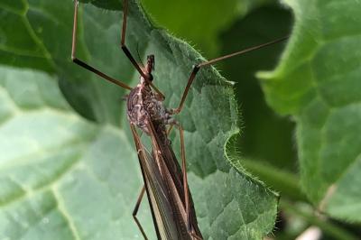 <i>Tipula</i>