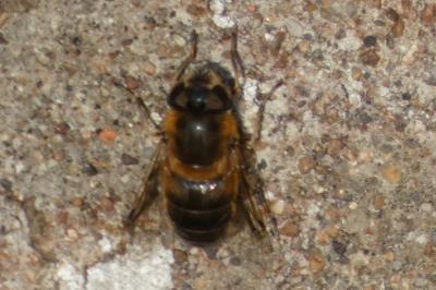 <i>Eristalis tenax</i>