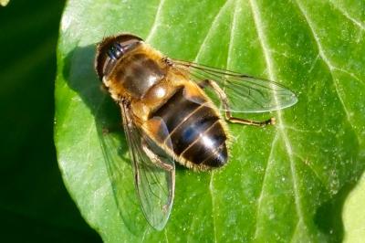 <i>Eristalis</i>