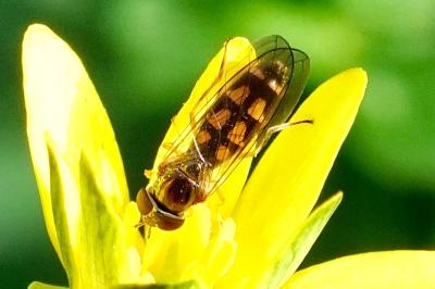 <i>Melanostoma scalare</i>
