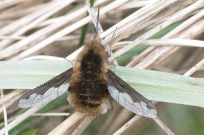<i>Bombylius major</i>