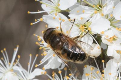 <i>Eristalis similis</i>