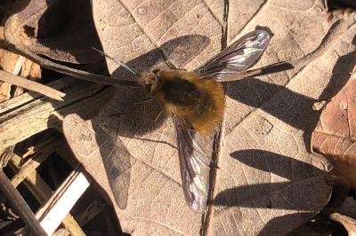 <i>Bombylius major</i>