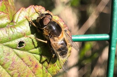 <i>Eristalis tenax</i>