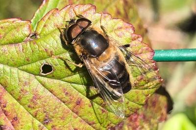 <i>Eristalis tenax</i>