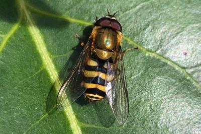 <i>Syrphus ribesii</i>