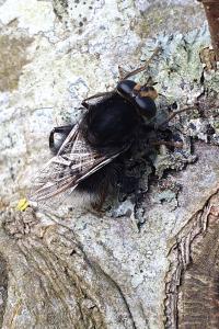 <i>Criorhina ranunculi</i>