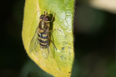<i>Syrphus</i>