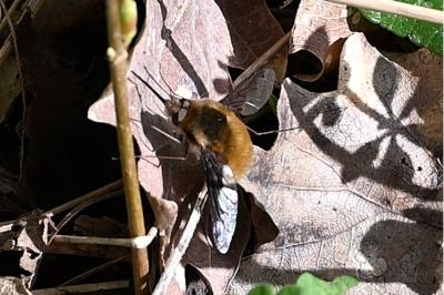 <i>Bombylius major</i>