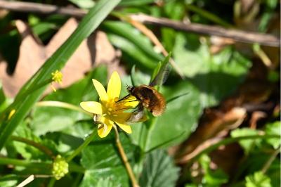 <i>Bombylius major</i>
