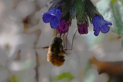 <i>Bombylius major</i>