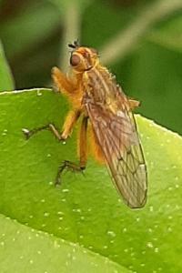 <i>Scathophaga stercoraria</i>