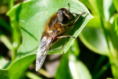 <i>Eristalis tenax</i>