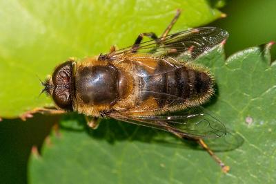 <i>Eristalis pertinax</i>
