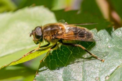 <i>Eristalis pertinax</i>