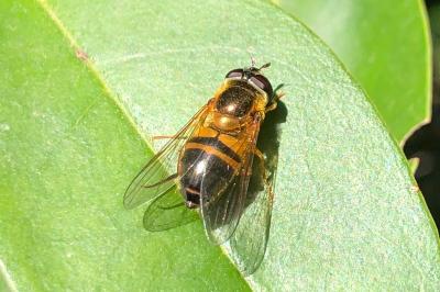 <i>Epistrophe eligans</i>