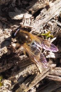 <i>Brachypalpus valgus</i>