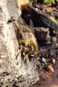 <i>Brachypalpus valgus</i>