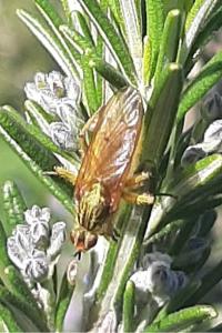 <i>Scathophaga stercoraria</i>