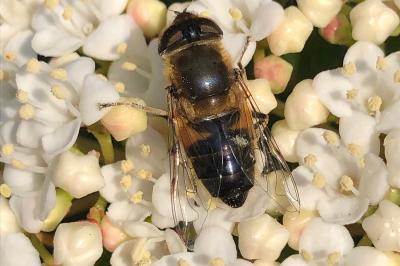 <i>Eristalis pertinax</i>