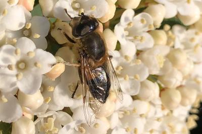 <i>Eristalis pertinax</i>