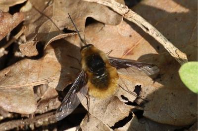 <i>Bombylius major</i>