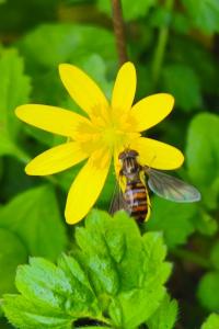 <i>Episyrphus balteatus</i>