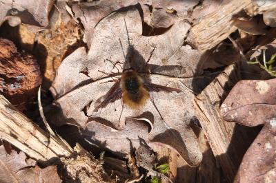 <i>Bombylius major</i>