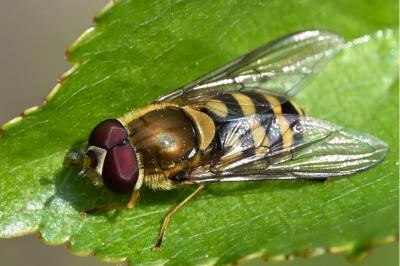 <i>Syrphus ribesii</i>